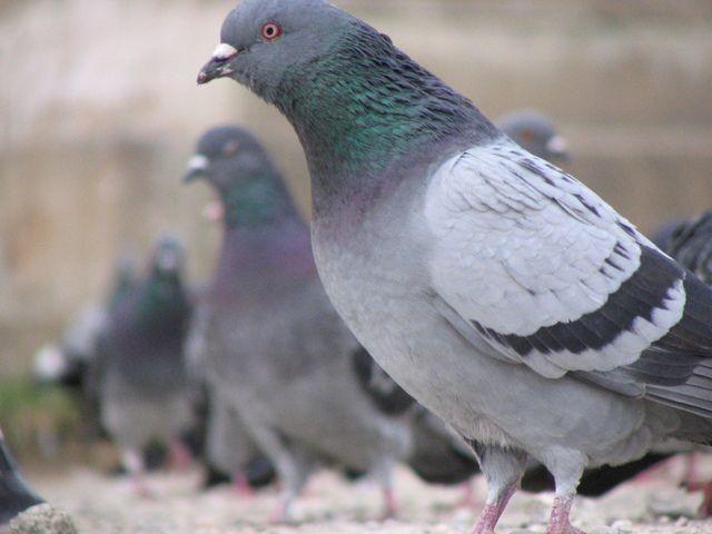 entreprise anti pigeon